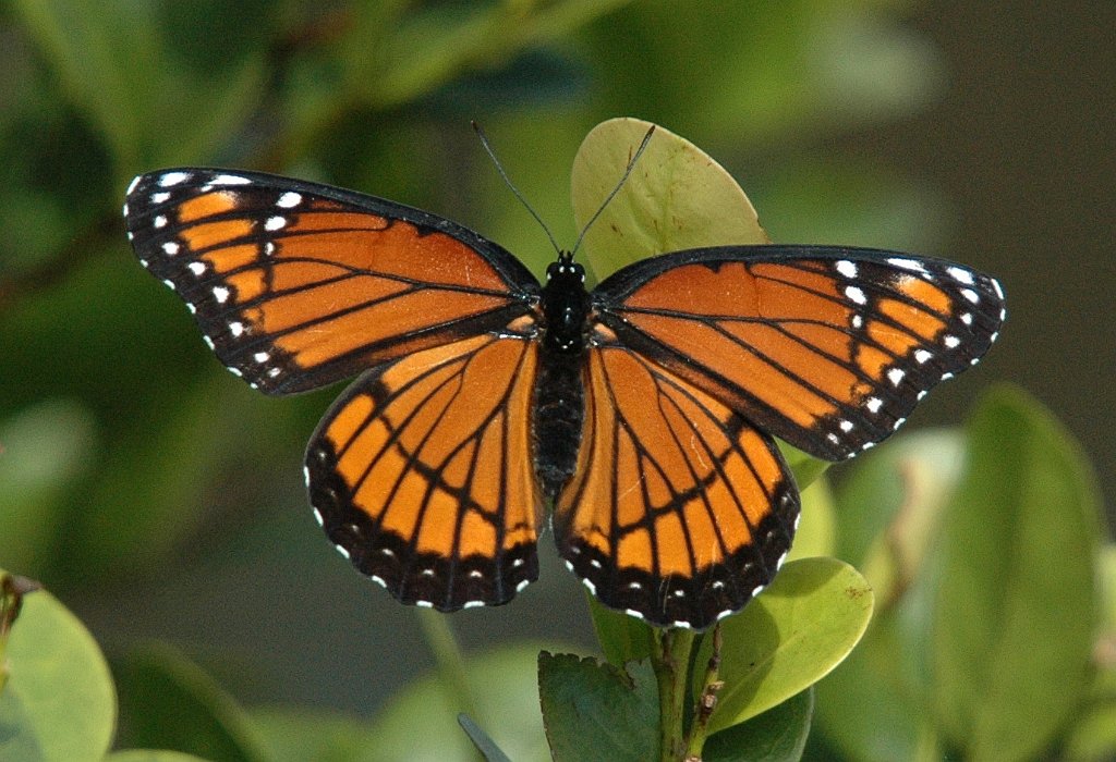 190 2010-01192426 Everglades NP, FL.JPG